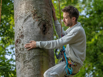 Arboreal Apiculture Salon No. 27 with Benjamin Rutschamann