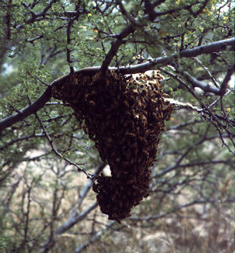 Swarm Tree