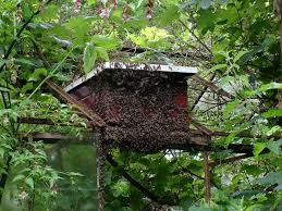 Bait Hive