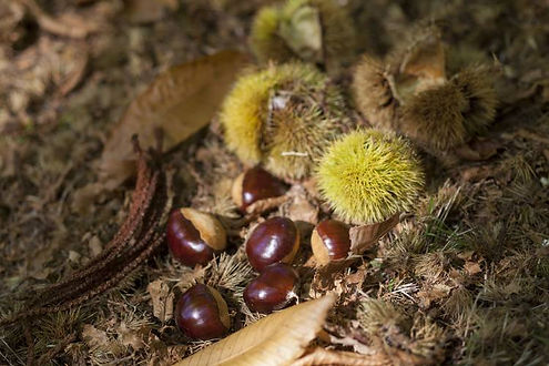 Hall Stanley Premium Chestnuts.jpg