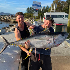 Bermagui fires in September with Yellowfin captures