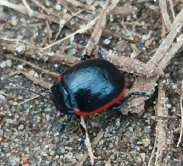 Crisolina rossa.jpg