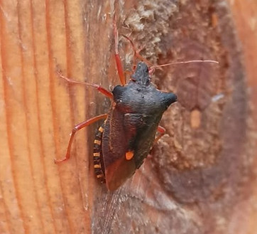 Cimice zampe rosse.jpg