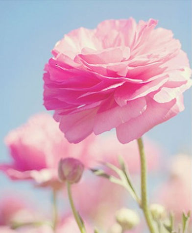 lovely-pink-ranunculus_edited.jpg