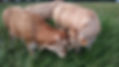 IMG_20210613_210541_edited_edited.jpg