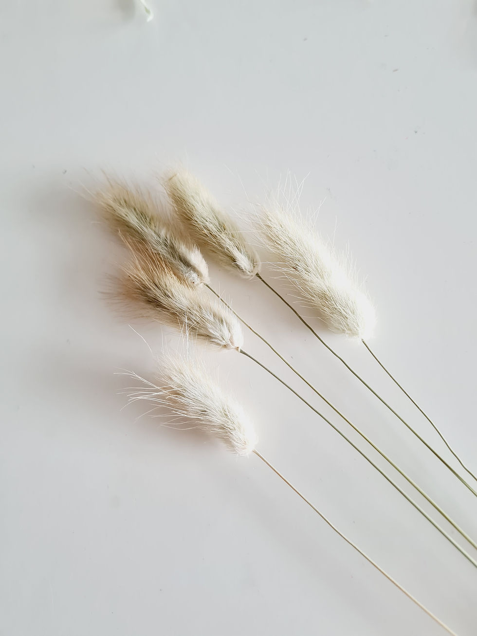 Thumbnail: Lagurus (Bunny Tails)