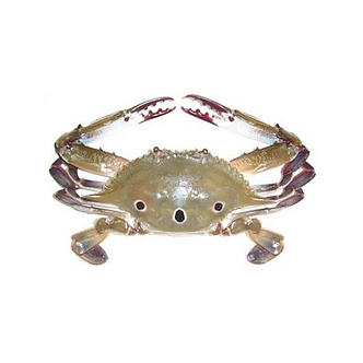 Crabs