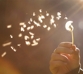 dandelion-698673_960_720.webp