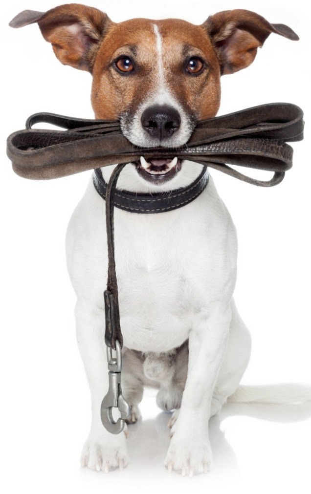 K9 Loose Leader Leicester, UK K9 Education Dog Training