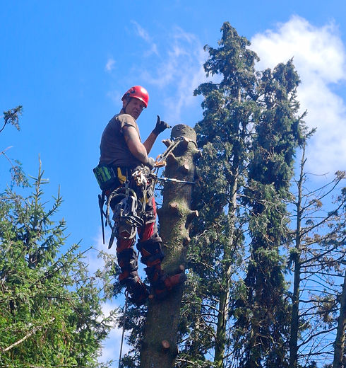 klimmen en vellen van bomen