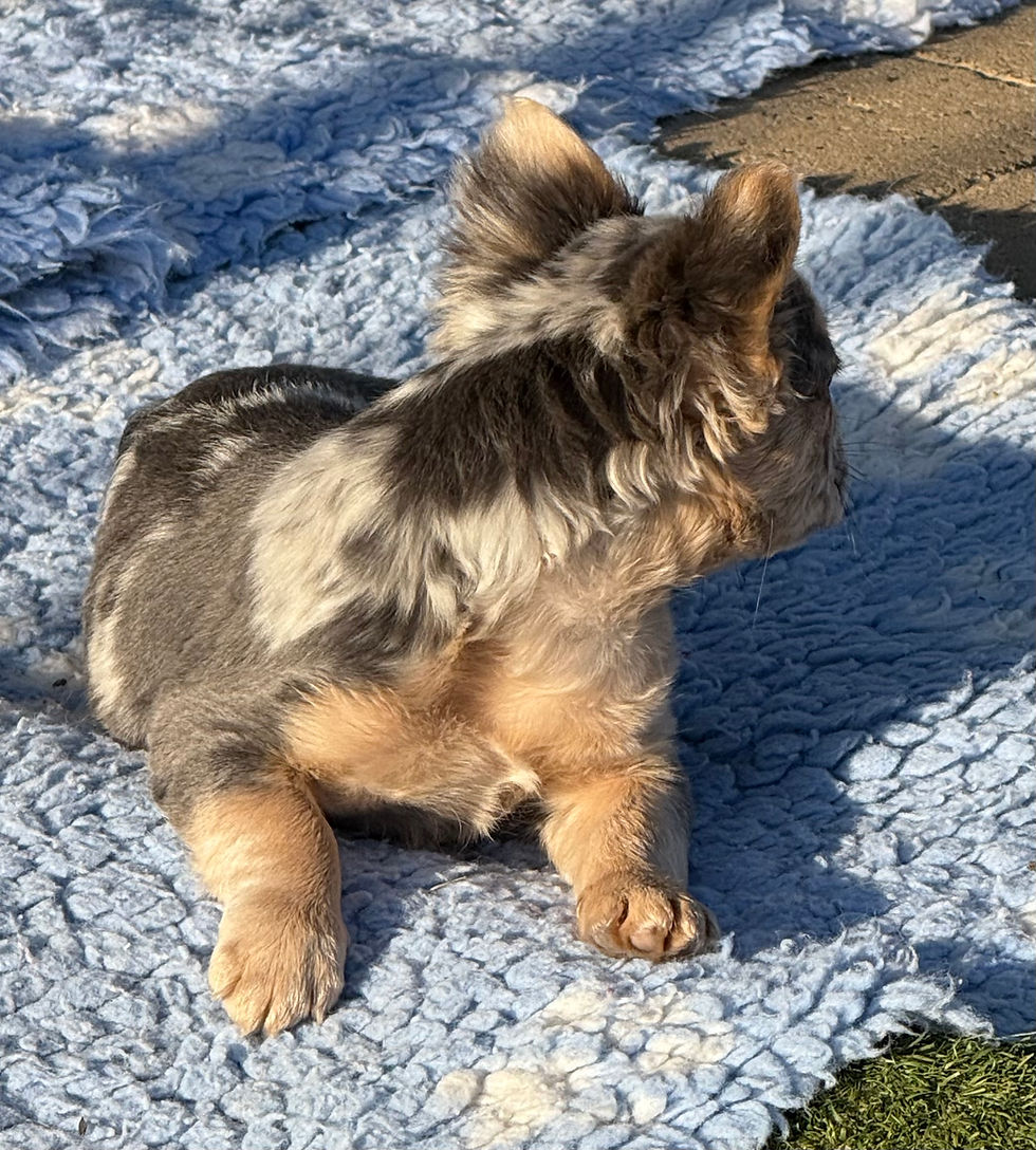 fluffy blue merle tan teefje