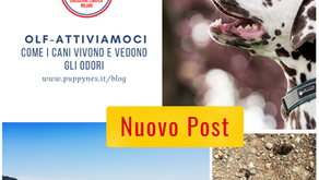 Olf-attiviamoci!
