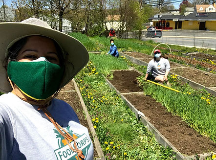 foodcorp garden2.jpg