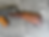 Thumbnail: Thompson 1928 WH SMG – Transferable Machine Gun for Sale