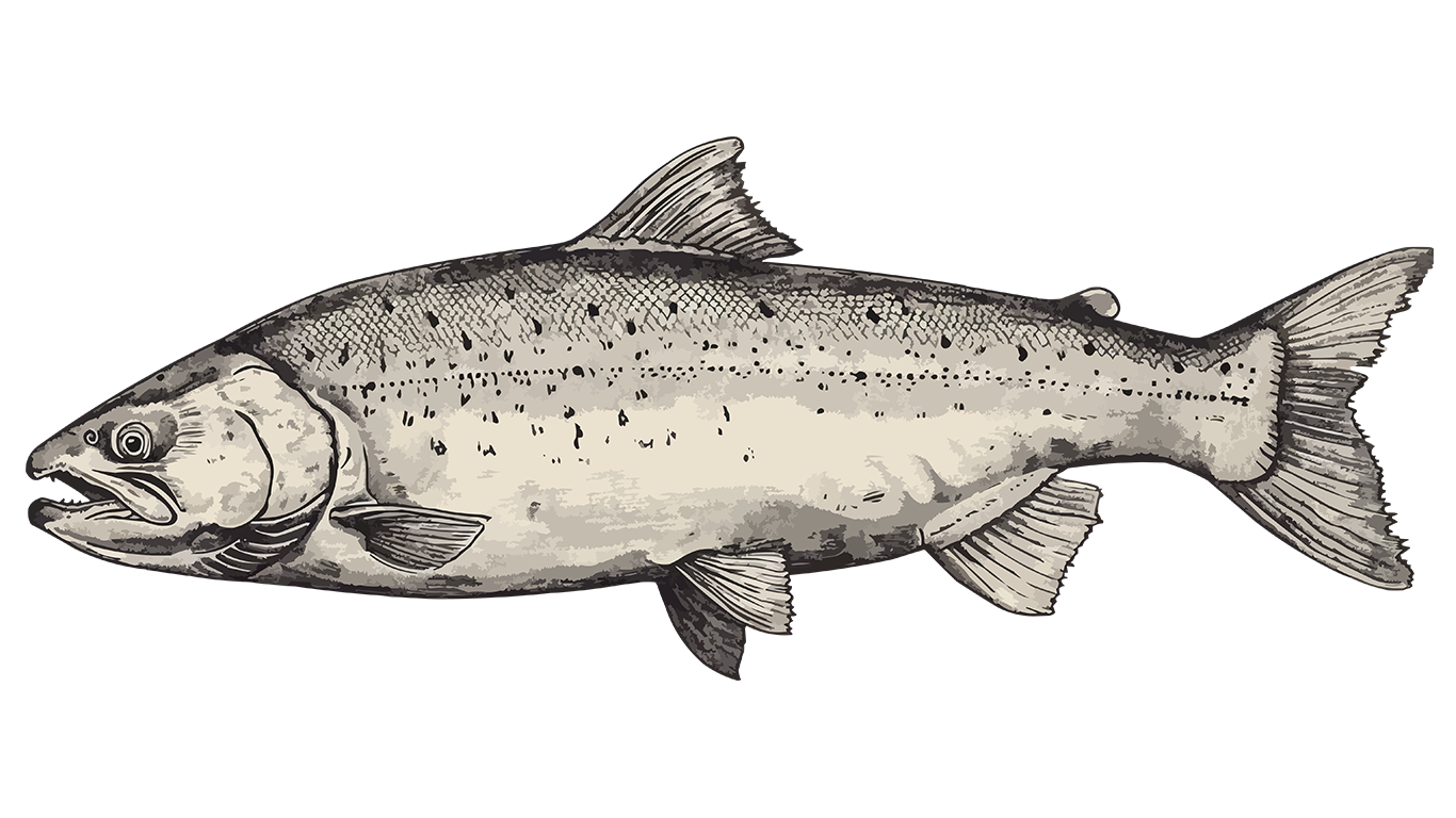 atun.png