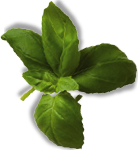 basil.png