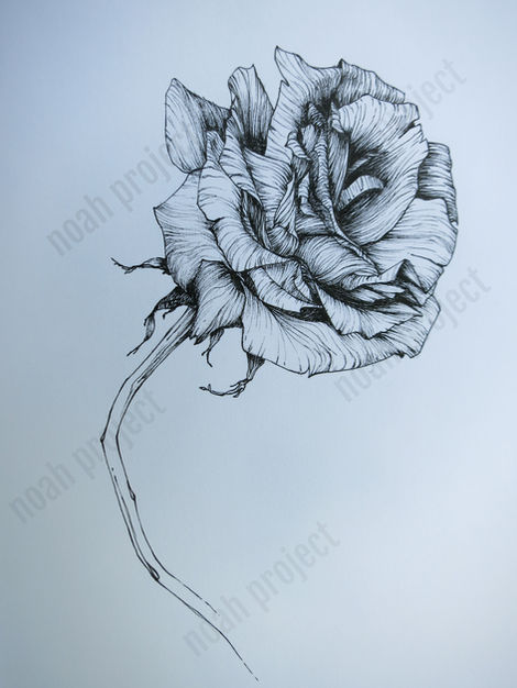 roseink_edited.jpg