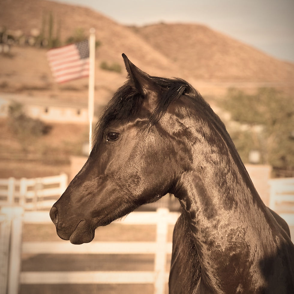 Therapeutic Experience with Horses