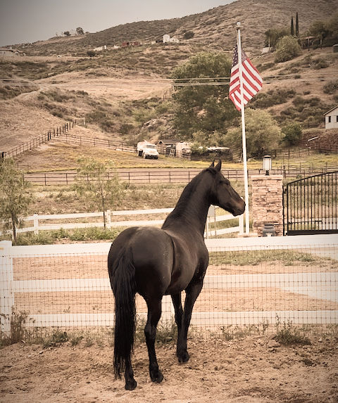 Nature Therapy with Horses for Military, Veterans and First Responders