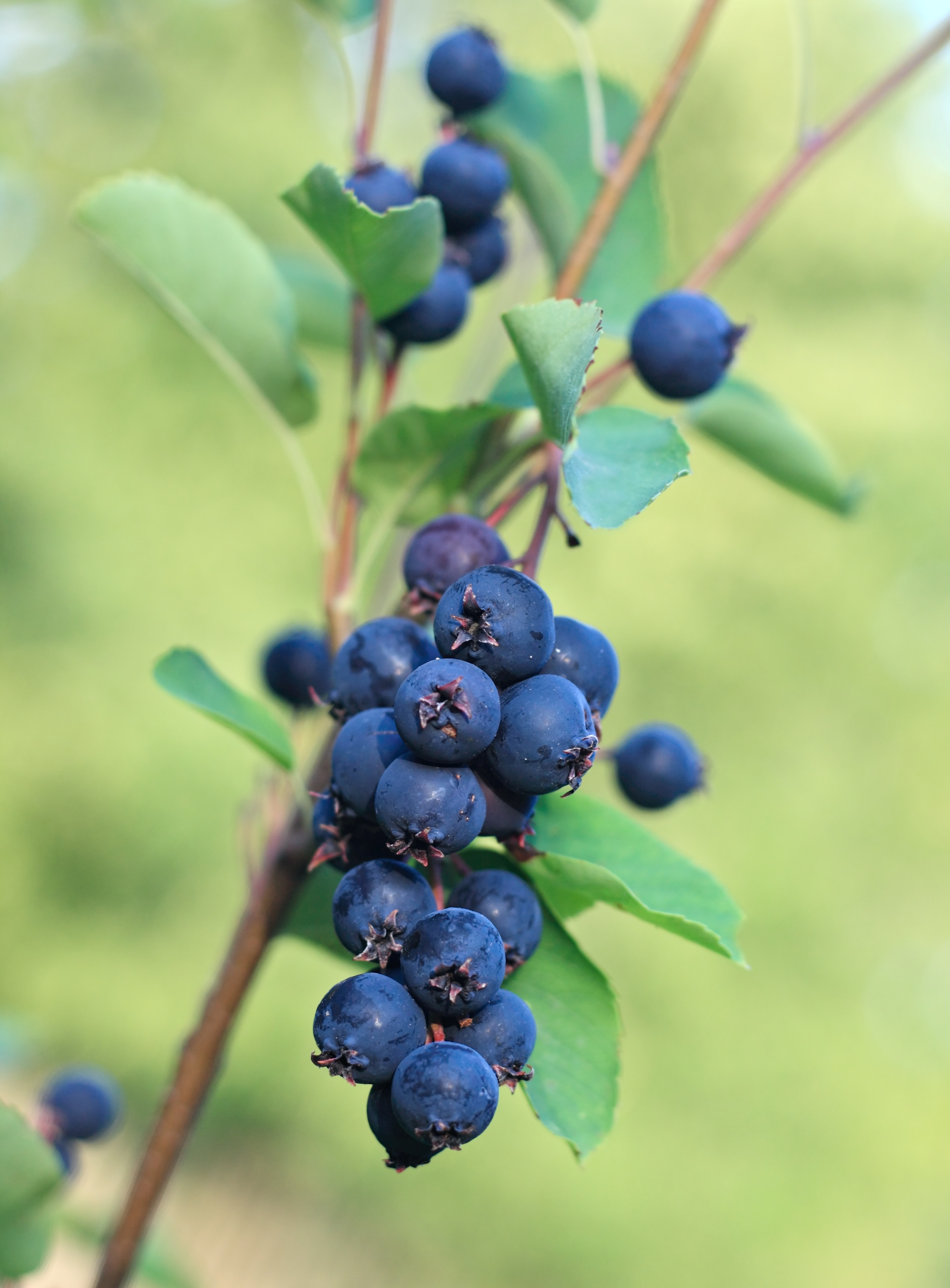 Serviceberry "Saskatoon"