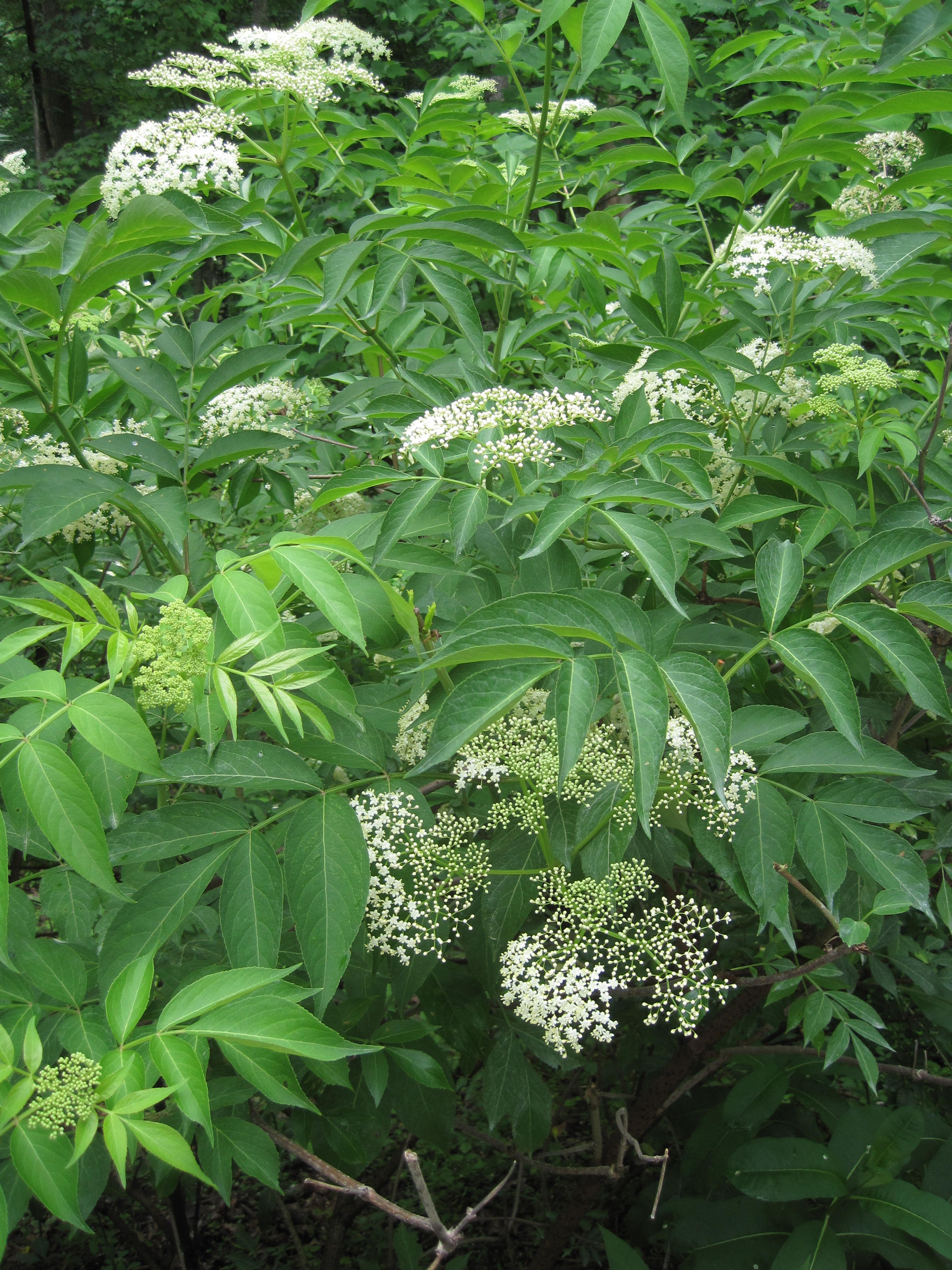 American Black Elderberry - (Sambucus nigra L. ssp. Canadensis)