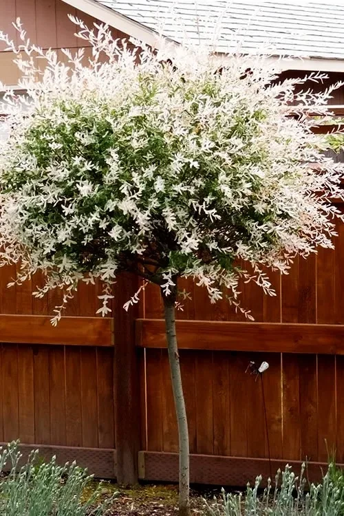 Thumbnail: Dappled Willow - Salix integra 'Hakuro-Nishiki'