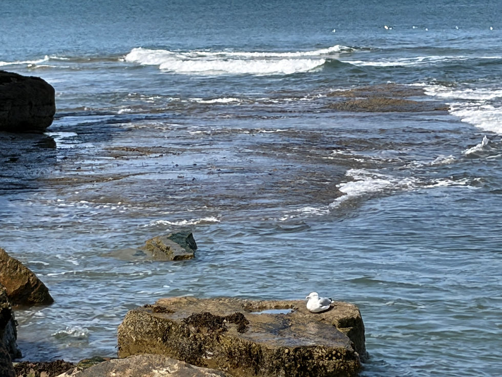 Waves crashing across a rocky shelf at the base of a cliff. A Herring Gull sits on a rock with a small pool in the foreground.