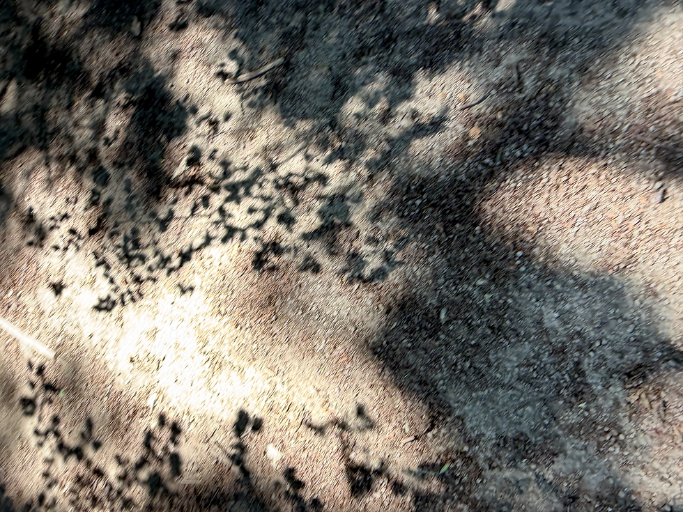 The image shows the shadows of trees falling onto barren stony ground. The gap between the branches/crowns of the two trees is clear.