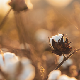 Close-up of a cotton plant