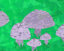 Fairy Ring Trip
