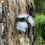 Thumbnail: steel metal mushroom garden