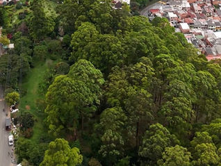 Reconocimiento global: Medellín, cuarto título como Ciudad Árbol del Mundo