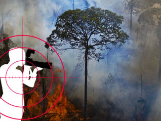 Día de la Amazonía: el papel crucial del periodismo en la protección de la región