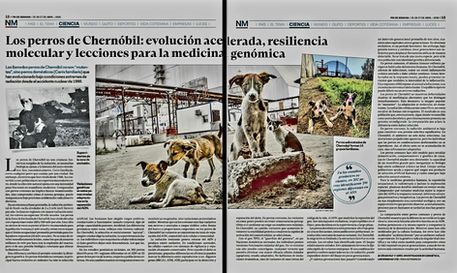 Los perros de Chernóbil: evolución acelerada, resiliencia molecular y lecciones para la medicina genómica