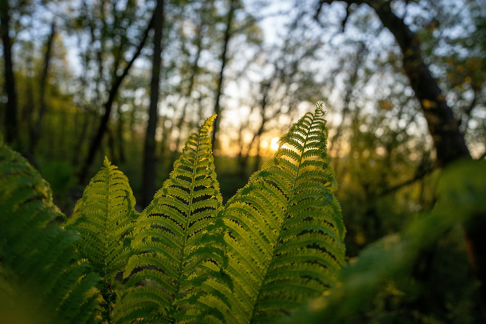treefernsunrise.jpg