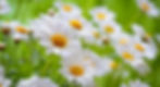 Chamomile,Witch Apothecary, Witchcraft Ingredients, Spell Ingredients, Wicca Spell Ingredient, Ritual Ingredients, Apothecary