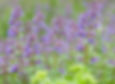 Catnip, Witch Apothecary, Witchcraft Ingredients, Spell Ingredients, Wicca Spell Ingredient, Ritual Ingredients, Apothecary