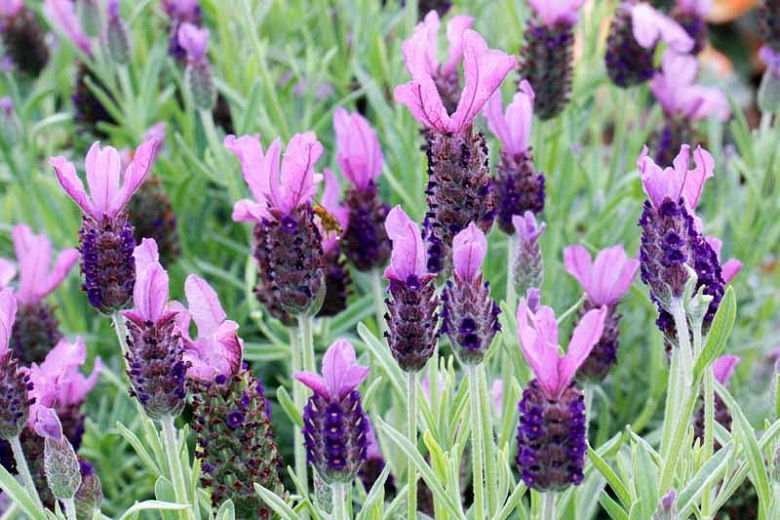 Lavender ,Witch Apothecary, Witchcraft Ingredients, Spell Ingredients, Apothecary Ingredient, Ritual Ingredients, Pagan
