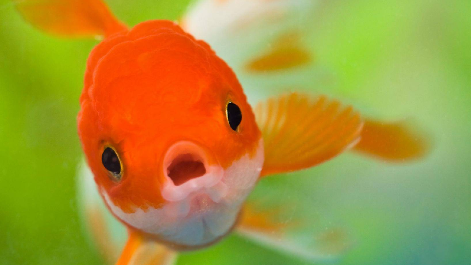 ¿Cómo cuidar de un pez?