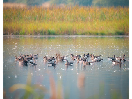 Kootenay Road Trip 2020 Scenes: Creston’s Wildlife Haven