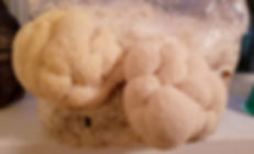 Lions Mane Mushroom Grow Kit