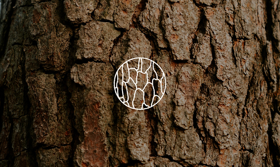 Ekodama Behance-9.png