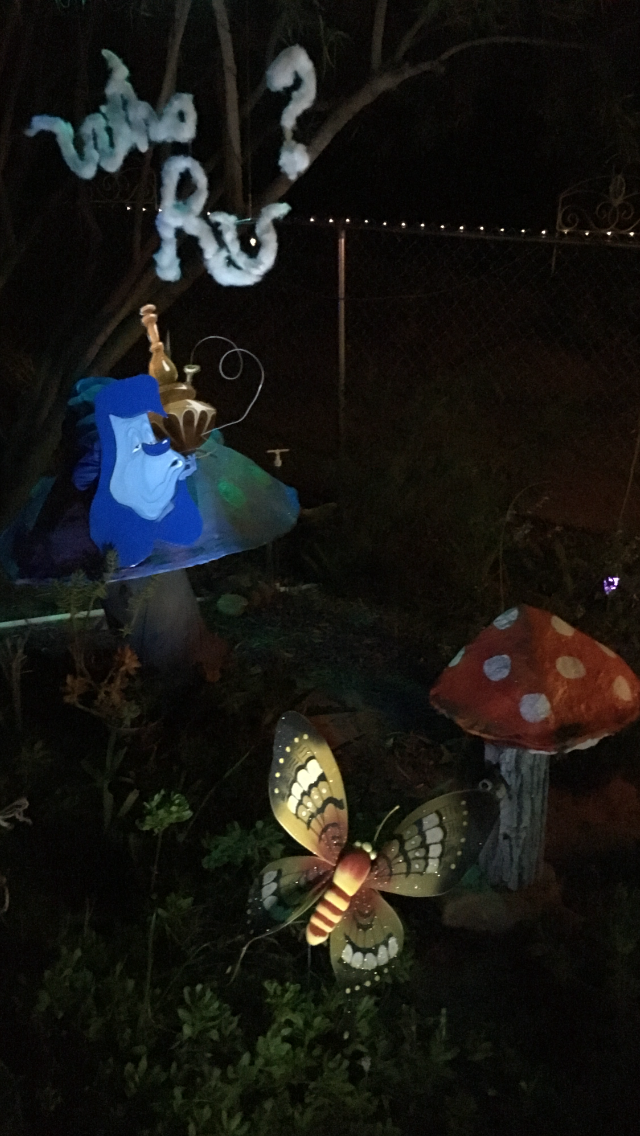 MUSHROOMS SET UP