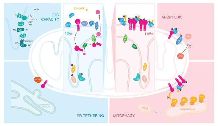 pink1 mitochondria