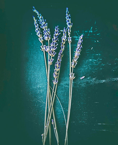 lavender.jpg