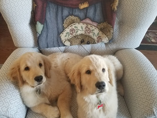 3 Month Old Puppies