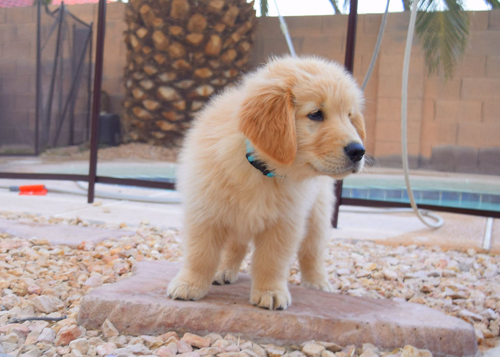 Liberty Golden Retrievers Puppy