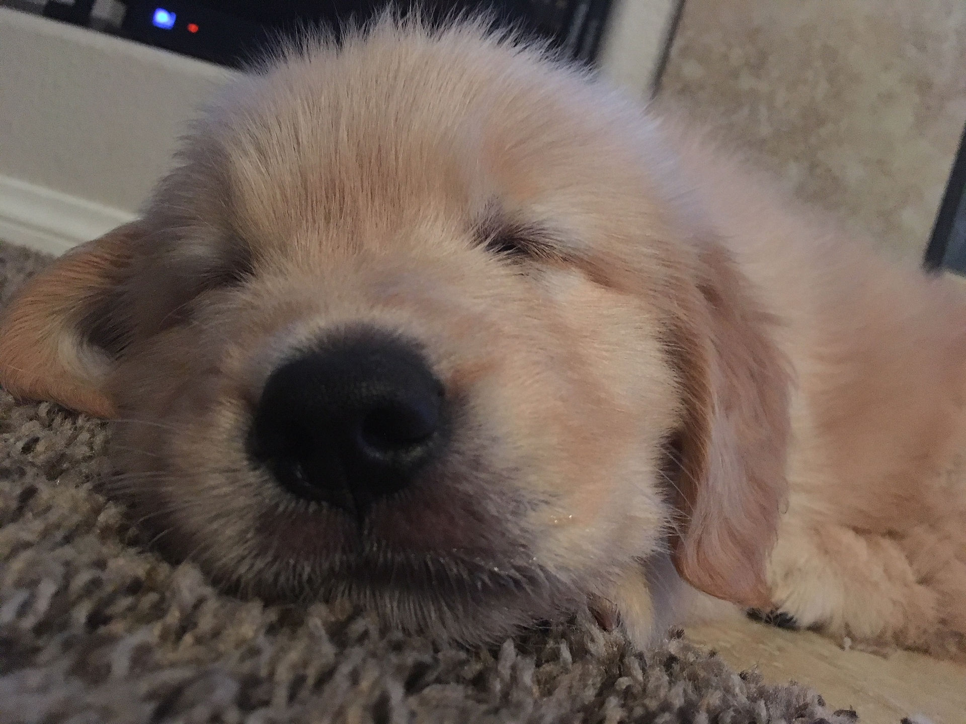 Zzzzzzzz
