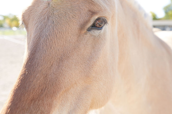 TShorseface.jpg
