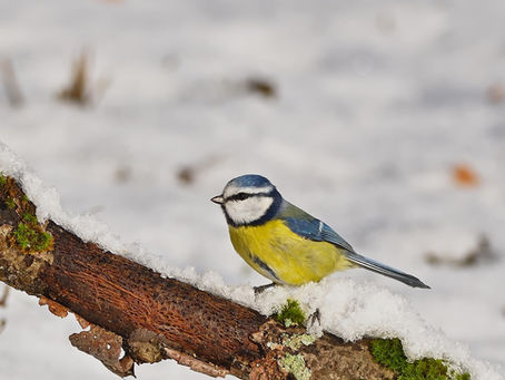 Blaumeise im Winter